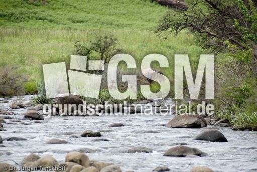 Tschakma Pavian (42 von 48).jpg